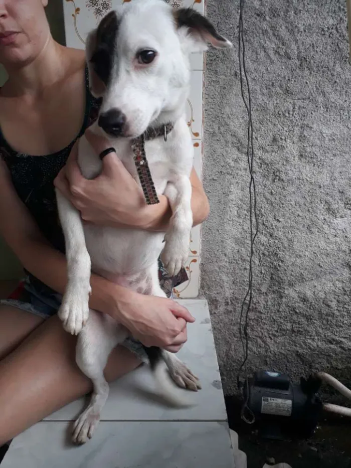 Cachorro raça Não definida idade 7 a 11 meses nome Nenhum