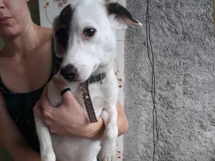 Cachorro raça Não definida idade 7 a 11 meses nome Nenhum