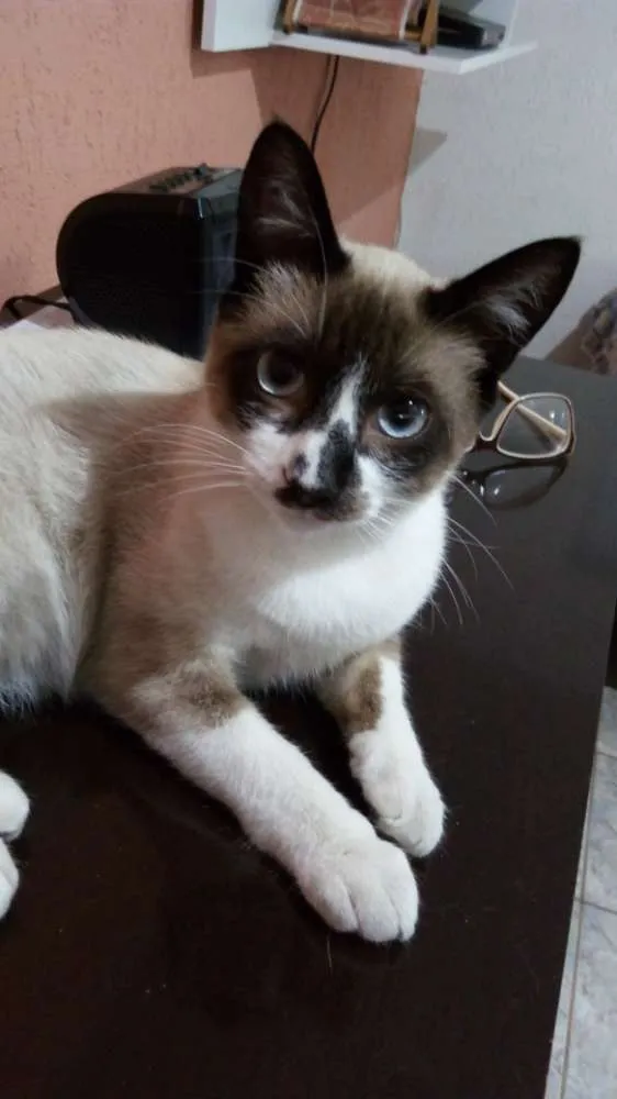 Gato ra a Sdr idade 2 a 6 meses nome Menino