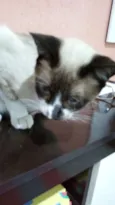 Menino