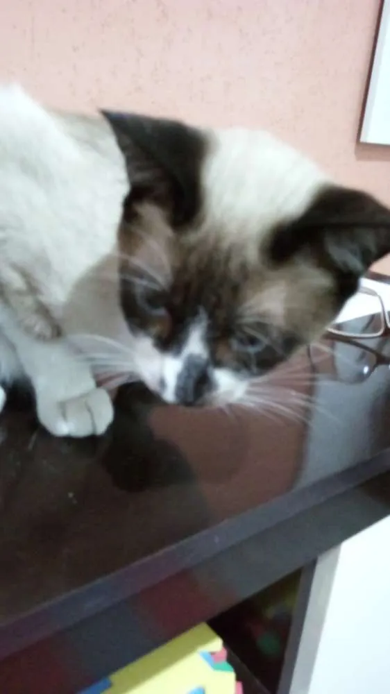 Gato ra a Sdr idade 2 a 6 meses nome Menino