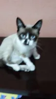 Menino