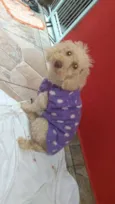 Maju