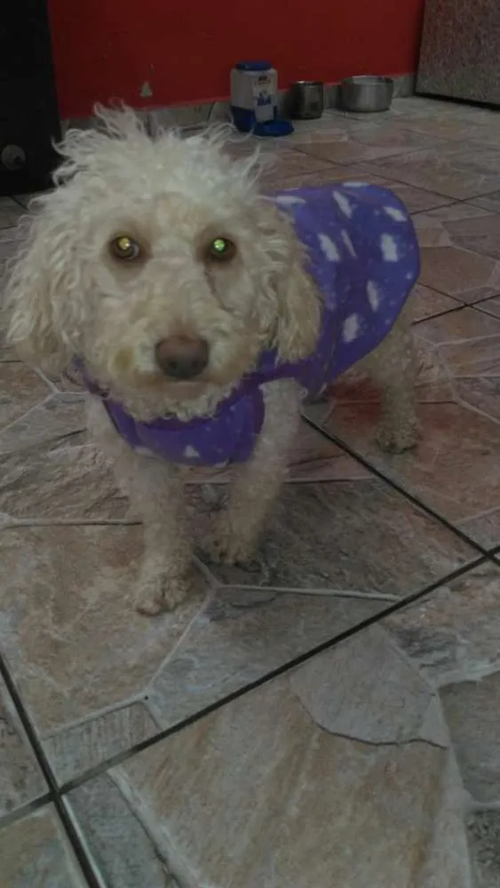Cachorro ra a poodle idade 1 ano nome Maju