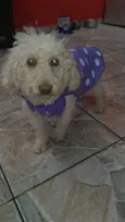 Maju