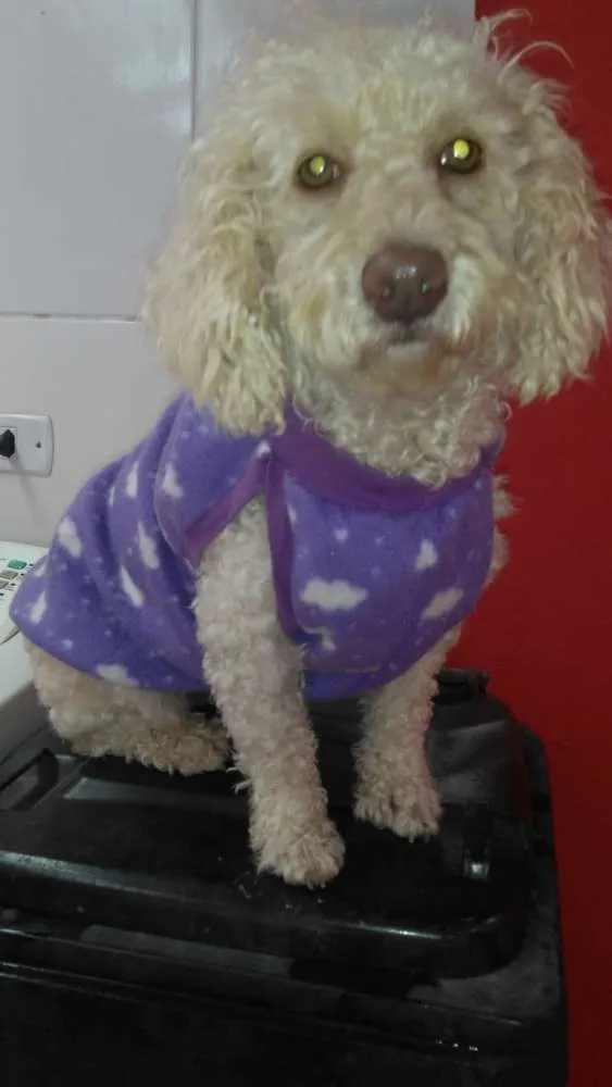 Cachorro ra a poodle idade 1 ano nome Maju