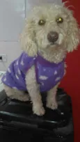 Maju