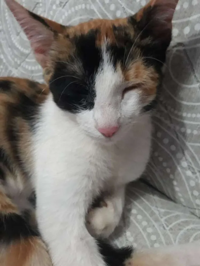 Gato raça * idade 7 a 11 meses nome Mel 