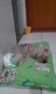 Belinha