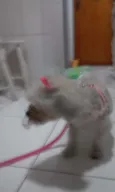 Belinha