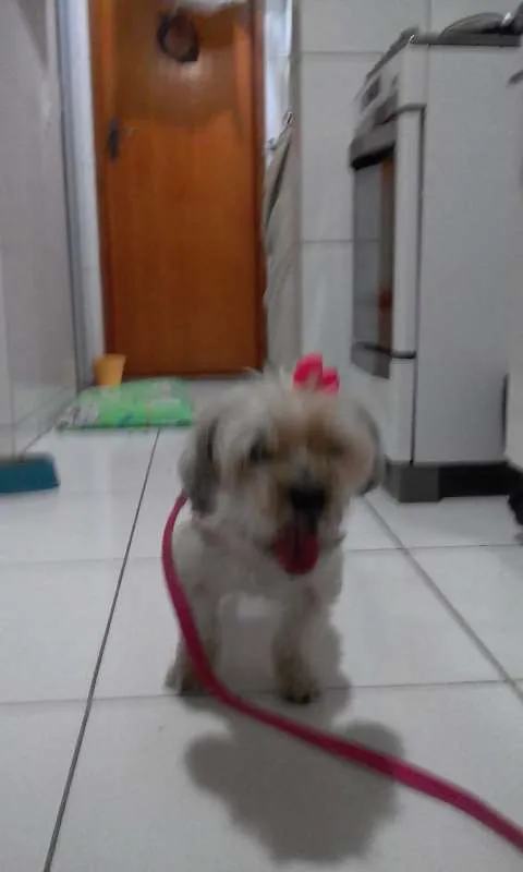 Cachorro ra a Yorkshire idade 6 ou mais anos nome Belinha