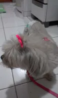 Belinha