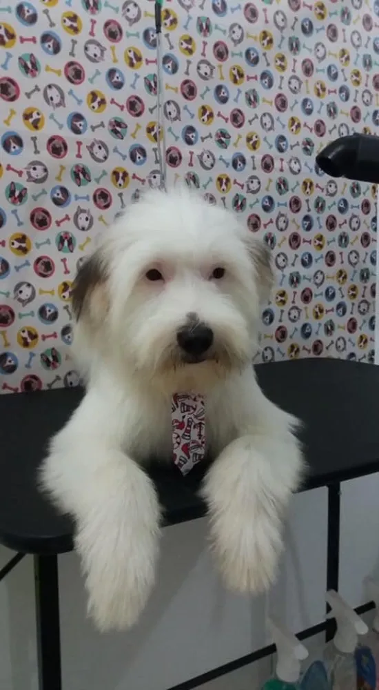 Cachorro ra a Vira lata  idade 7 a 11 meses nome Marley