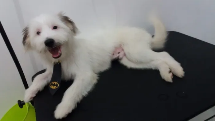 Cachorro ra a Vira lata  idade 7 a 11 meses nome Marley