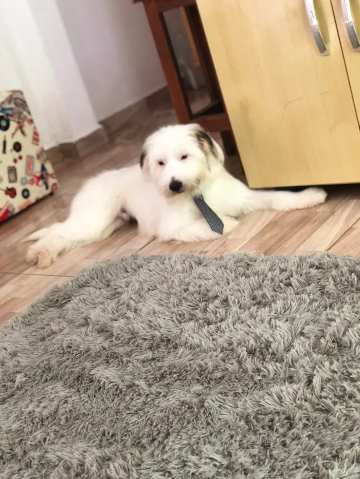 Cachorro ra a Vira lata  idade 7 a 11 meses nome Marley