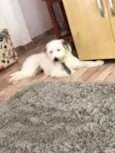 Marley