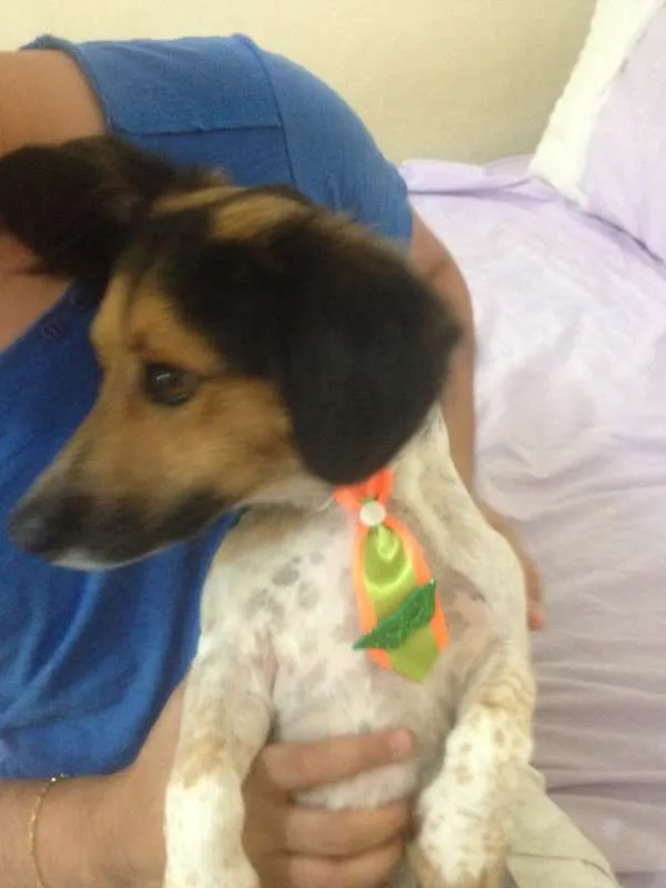 Cachorro ra a SRD idade 4 anos nome Bartolomeu