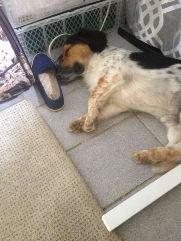 Cachorro ra a SRD idade 4 anos nome Bartolomeu