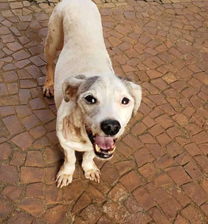 Cachorro raça SRD idade 6 ou mais anos nome Manchinha
