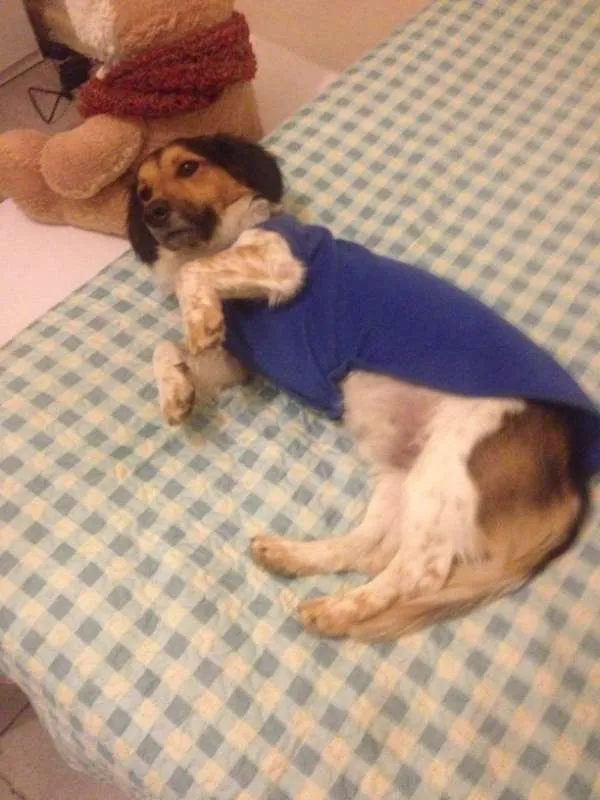 Cachorro ra a SRD idade 4 anos nome Bartolomeu