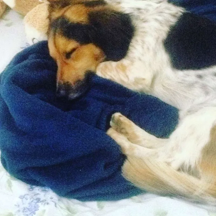 Cachorro ra a SRD idade 4 anos nome Bartolomeu