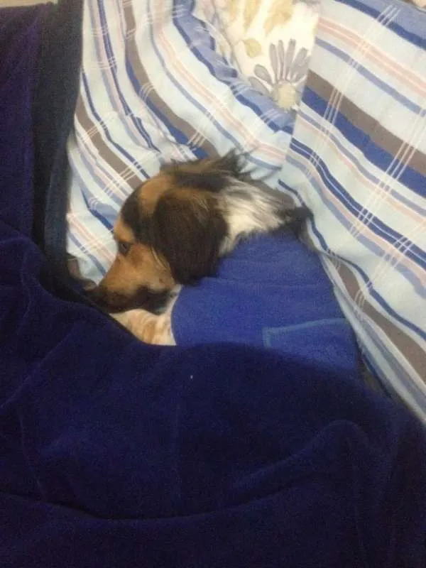 Cachorro ra a SRD idade 4 anos nome Bartolomeu