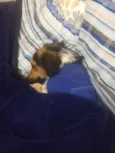 Bartolomeu