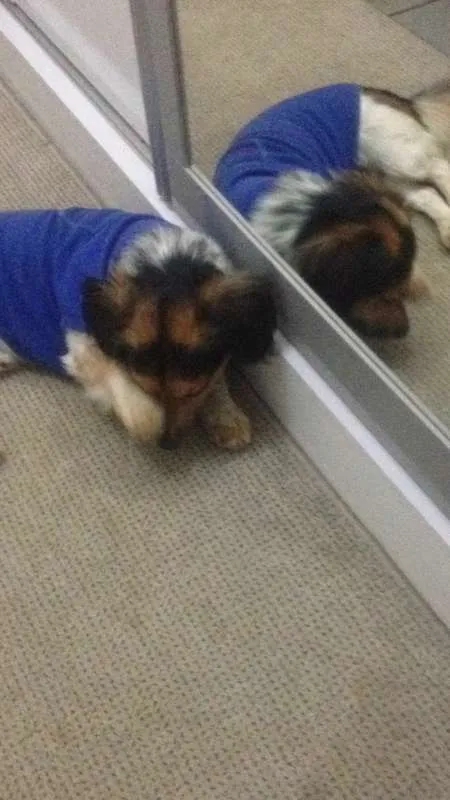 Cachorro ra a SRD idade 4 anos nome Bartolomeu