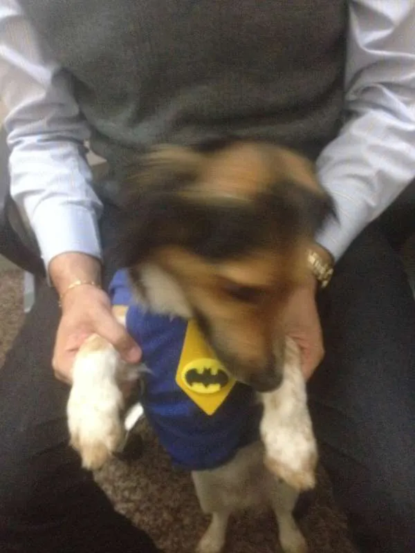 Cachorro ra a SRD idade 4 anos nome Bartolomeu