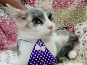 Gato raça SRD idade 7 a 11 meses nome Angel 