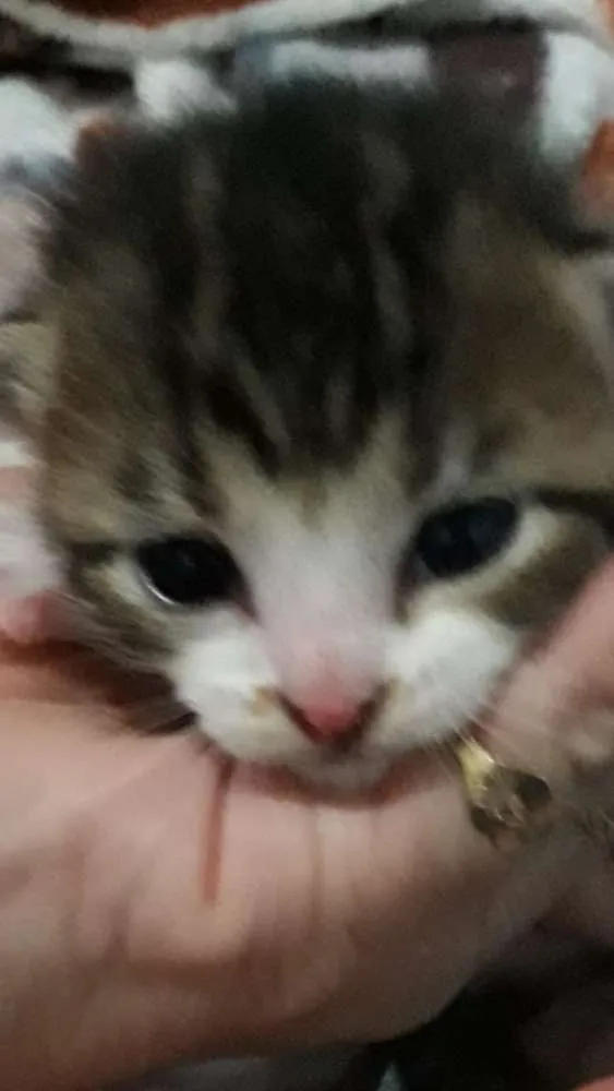 Gato raça Gatos idade Abaixo de 2 meses nome Nenem