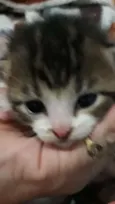 Nenem
