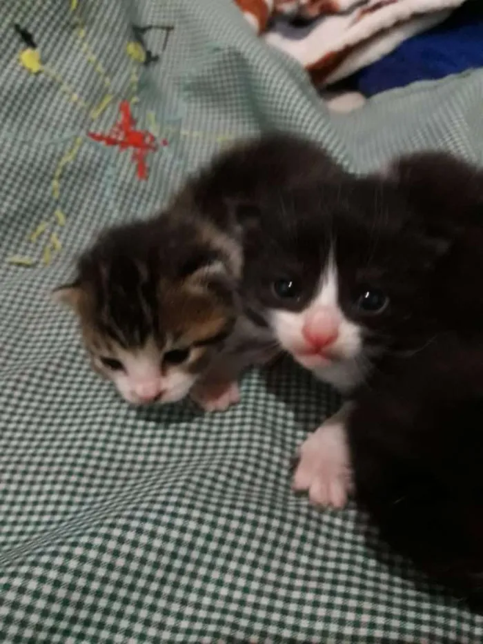 Gato raça Gatos idade Abaixo de 2 meses nome Nenem