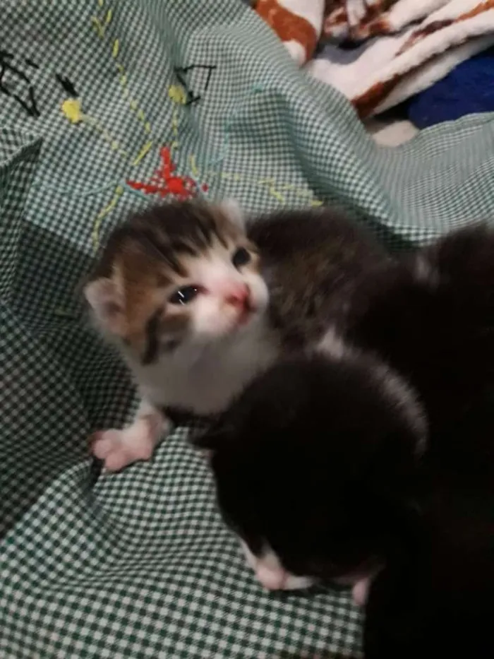 Gato raça Gatos idade Abaixo de 2 meses nome Nenem