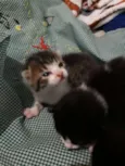 Nenem