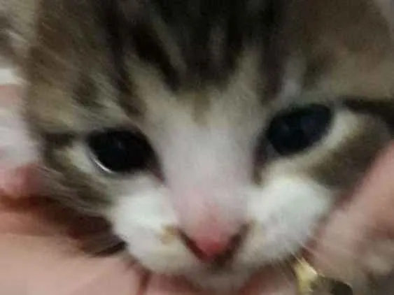 Gato raça Gatos idade Abaixo de 2 meses nome Nenem