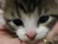 Nenem