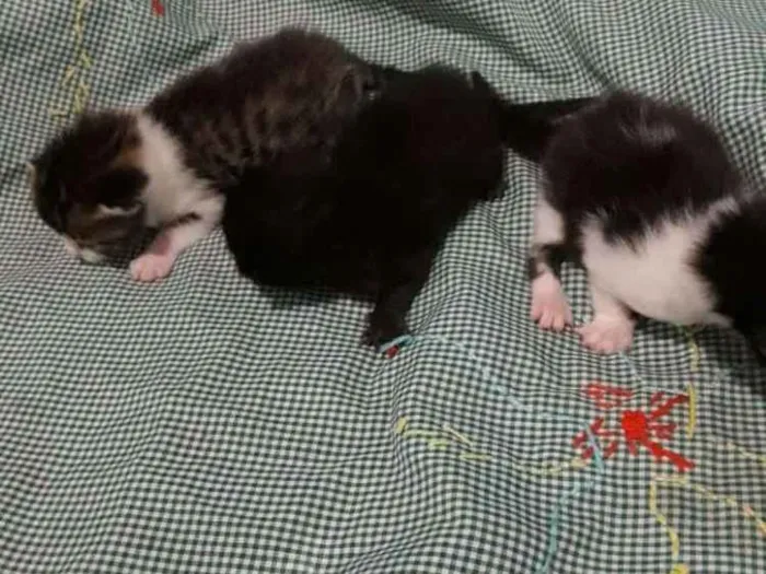 Gato raça Gatos idade Abaixo de 2 meses nome Nenem