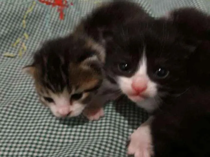 Gato raça Gatos idade Abaixo de 2 meses nome Nenem