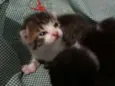 Nenem