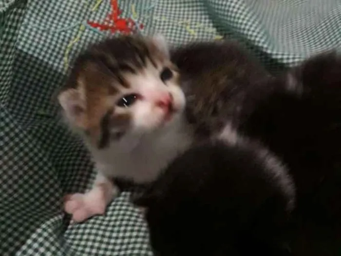 Gato raça Gatos idade Abaixo de 2 meses nome Nenem