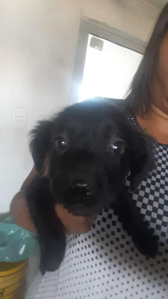 Cachorro raça Pr belga e pr alemão c viralat idade 2 a 6 meses nome Não tem