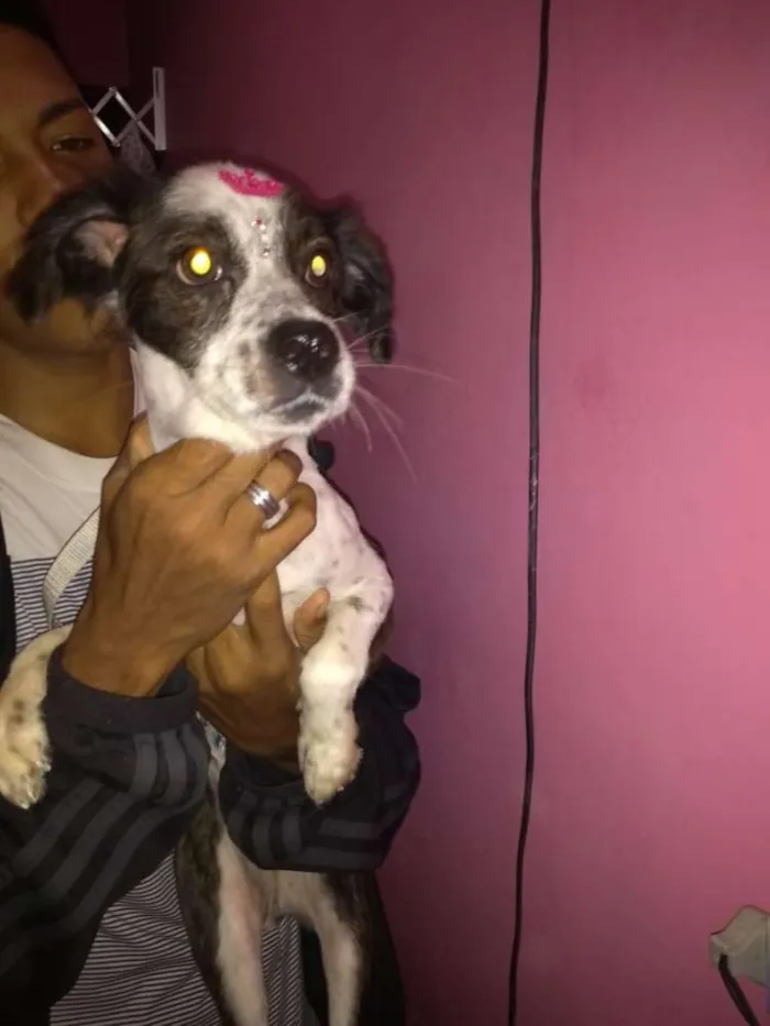 Cachorro ra a Viralata idade 4 anos nome Neguinha