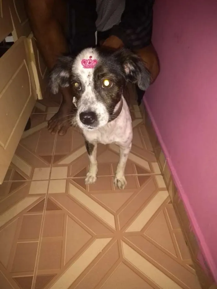 Cachorro ra a Viralata idade 4 anos nome Neguinha