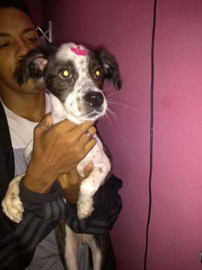Cachorro ra a Viralata idade 4 anos nome Neguinha