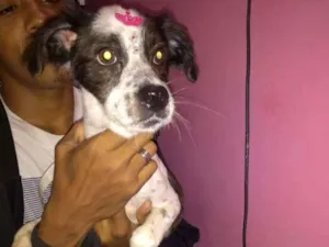 Cachorro raça Viralata idade 4 anos nome Neguinha