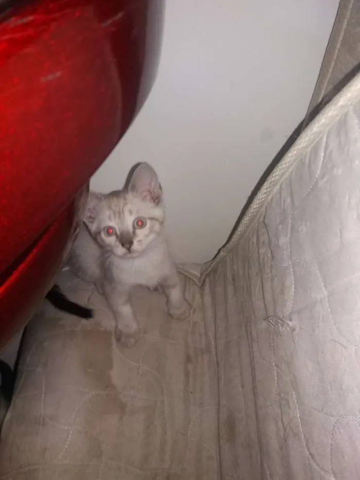 Gato ra a SRD idade 2 a 6 meses nome Valente, e irmaozinh