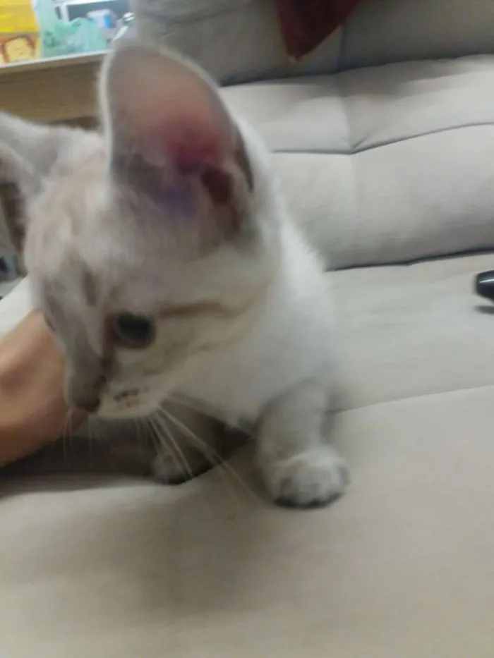 Gato ra a SRD idade 2 a 6 meses nome Valente, e irmaozinh