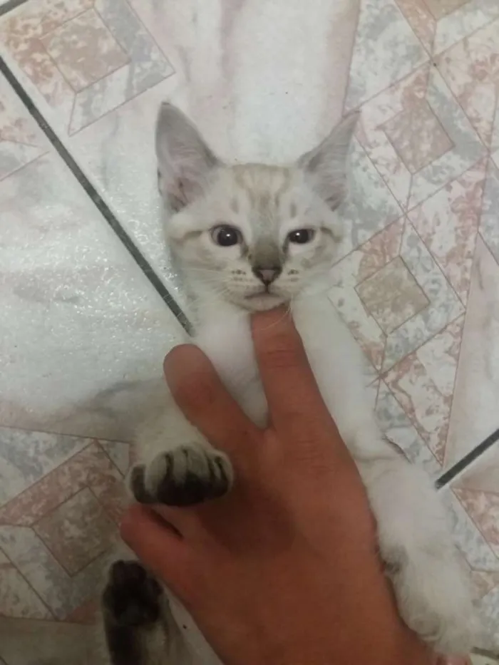 Gato ra a SRD idade 2 a 6 meses nome Valente, e irmaozinh