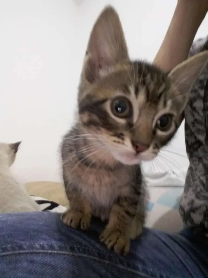 Gato ra a SRD idade 2 a 6 meses nome Valente, e irmaozinh